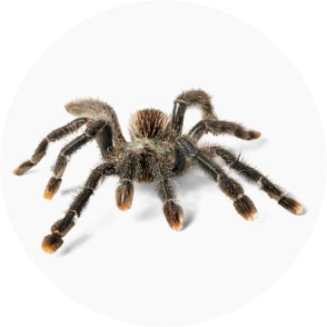 Live Arachnids