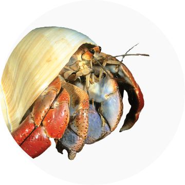 live hermit crab
