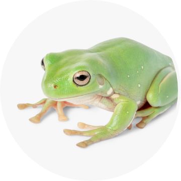 live frog 