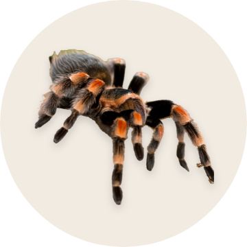 tarantula
