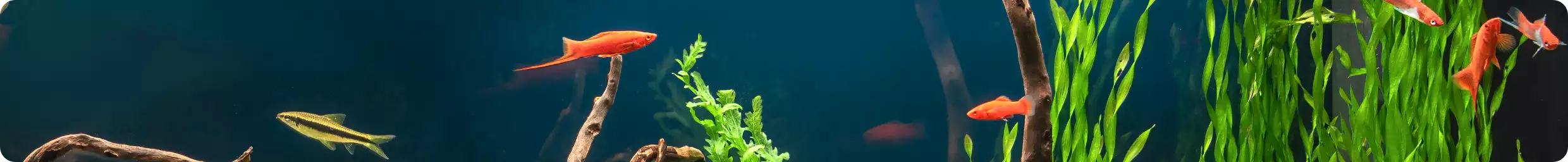 Marine and freshwater fish swimming