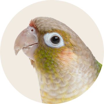 Image of a bird