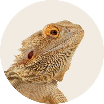 Image of a reptile