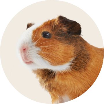 Image of a small pet