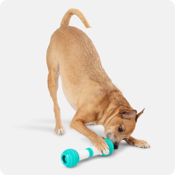 Dog playing with toy on the floor