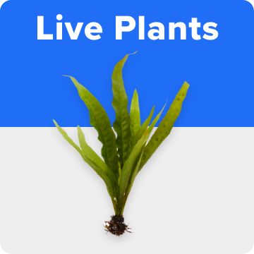 Live plants