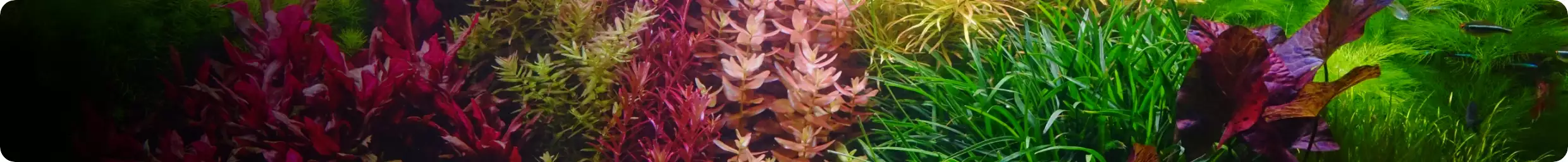 Aquatic plants