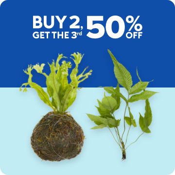 Buy 2, get the 3rd 50% OFF text; live plants