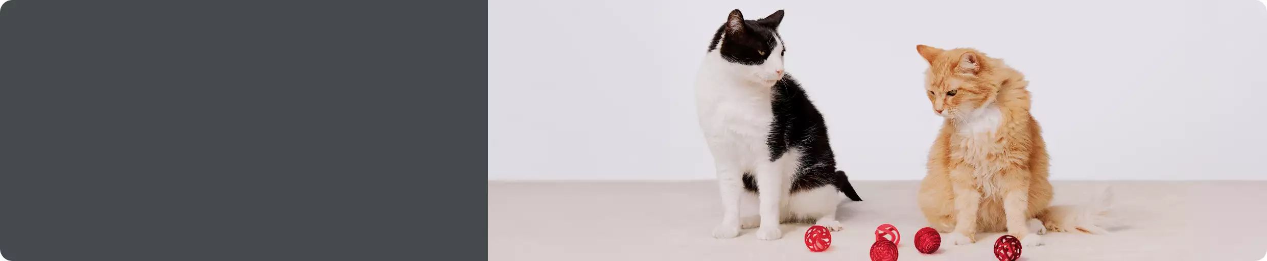Two cat playing with cat toys