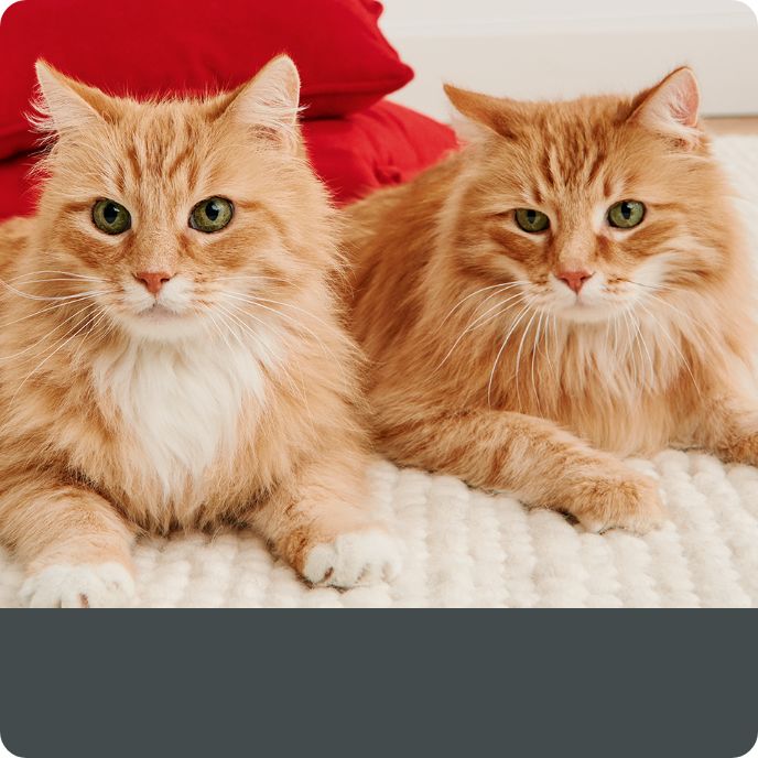 How Much Does Cat Grooming at Petsmart Cost: Affordable Pricing Guide