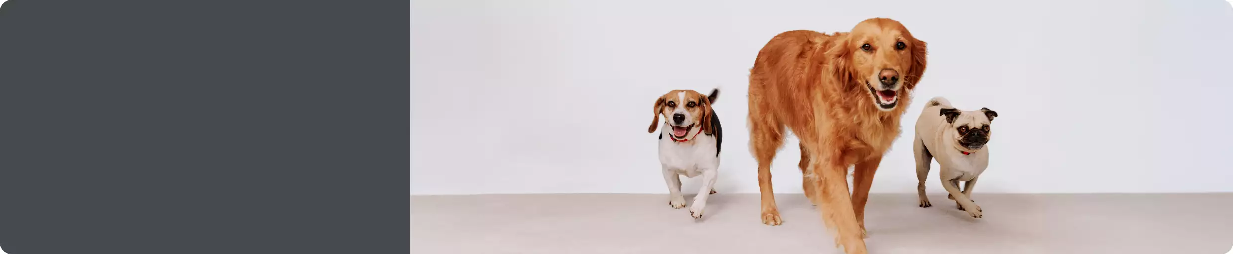 Three dogs walking toward the camera
