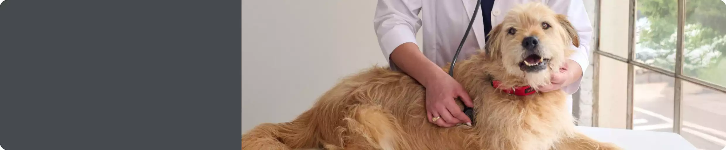 Dog being examined by a veterinarian