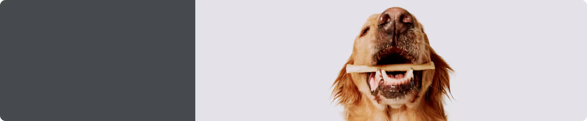 Close up of dog with treat in their mouth