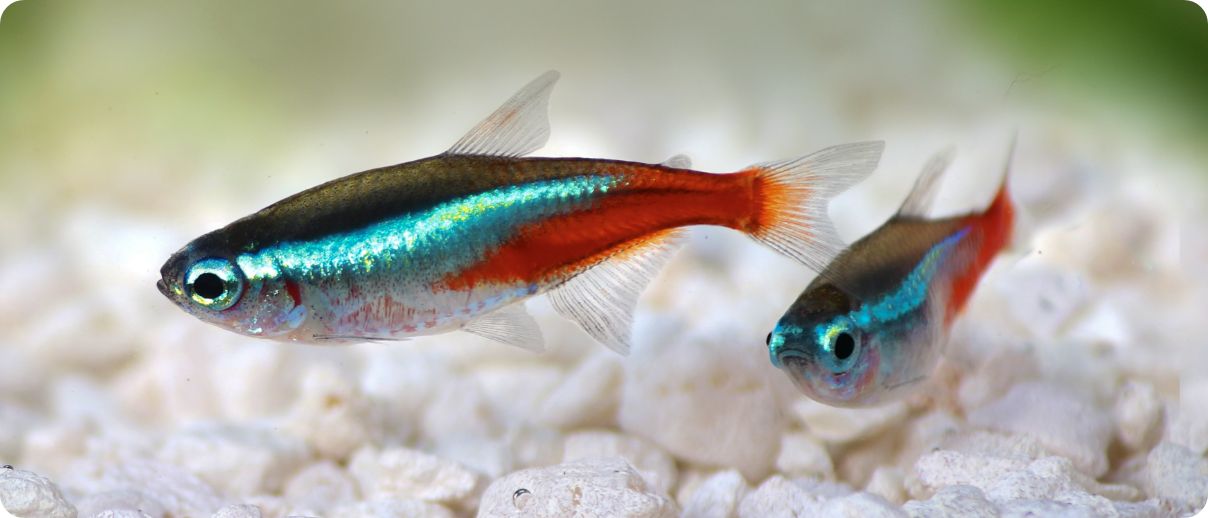 Two fish in aquarium tank