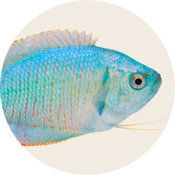 Marine and freshwater fish