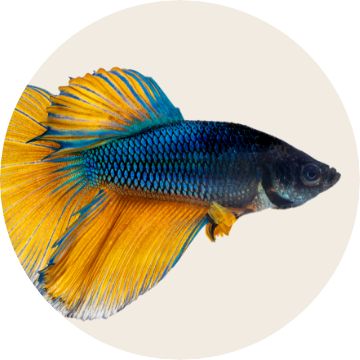 Betta