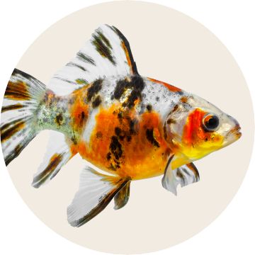 Goldfish