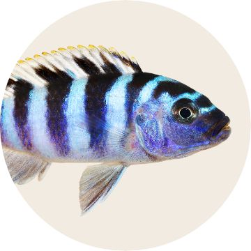 Chichlid