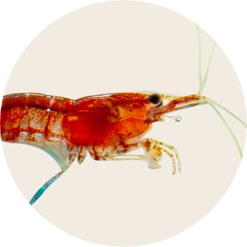 Shrimp