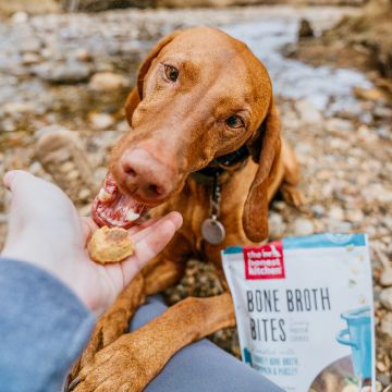 dog eating treats out of hand