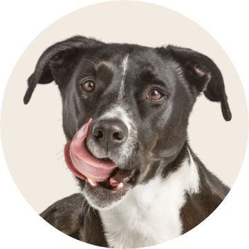 A dog face