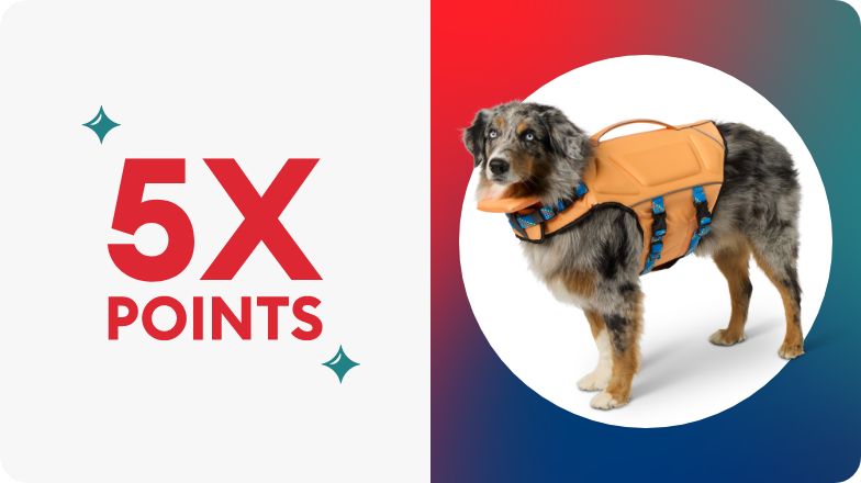5X points & dog in a life jacket
