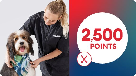 2X points, bee dog toy, bandana & Grooming icon