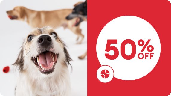 Three dogs playing, Doggie Day Camp logo and 50% off callout