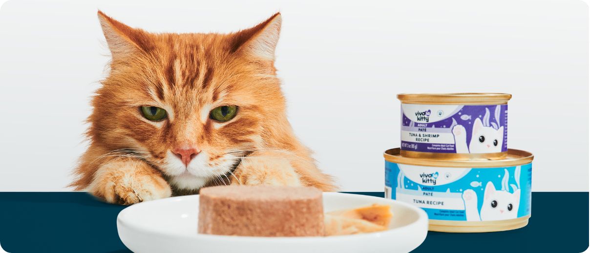 An orange tabby cat looking at a plate of wet tuna cat food, with two tins of Viva La Kitty tuna meals nearby