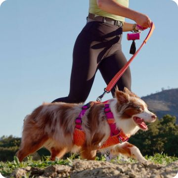 Woman running outside with a dog who's wearing a bright-colored harness & leash