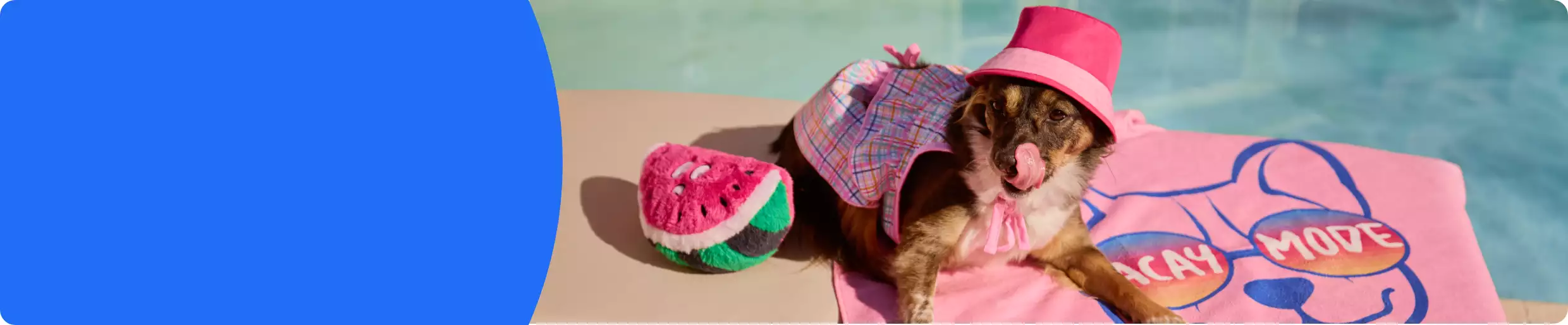 Dog laying on beach towel by the pool wearing a pink bucket hat and next to a watermelon toy