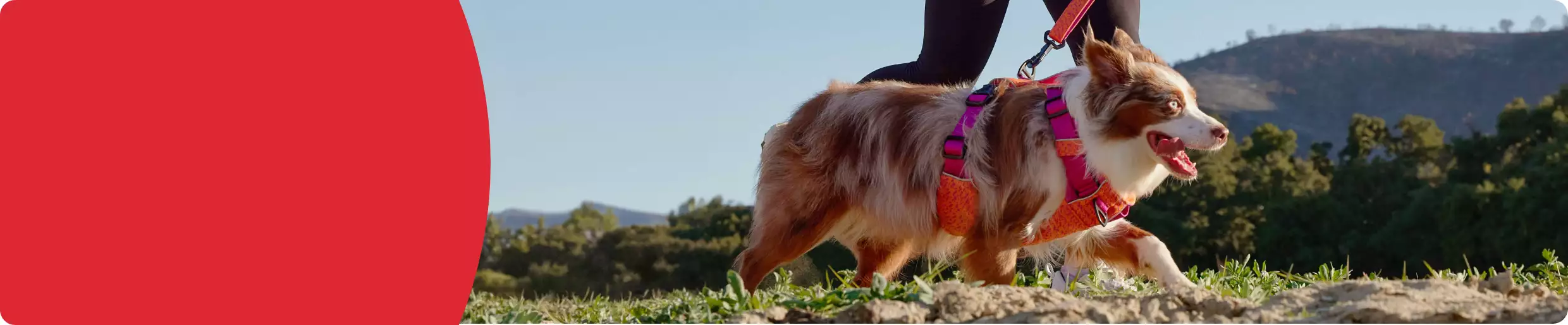 Woman running outside with her dog who's wearing a bright-colored harness & leash