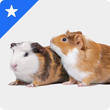 White star graphic on a blue background & two guinea pigs