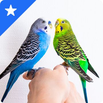 White star graphic on a blue background & a person holding 2 parakeets