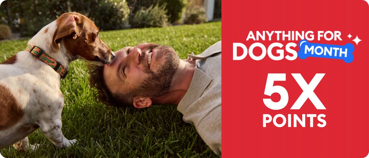Dog & man on lawn, with 5X points callout