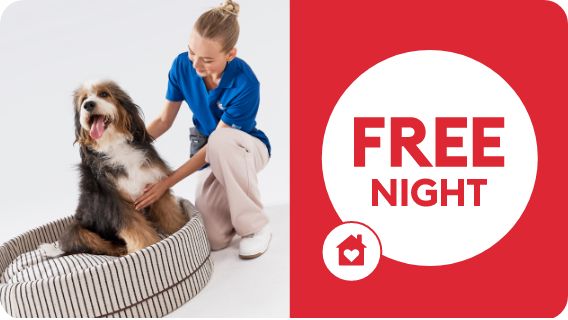 Associate with dog, & "free night" callout