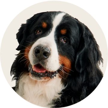 image of dog