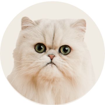image of cat