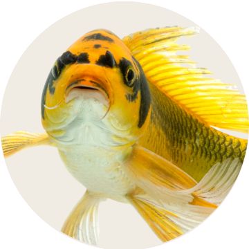 image of fish