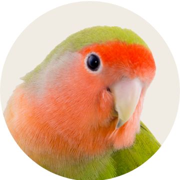 image of a bird