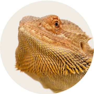 image of a reptile