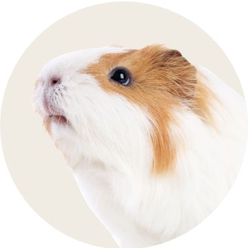 image of guinea pig