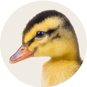 Duck image