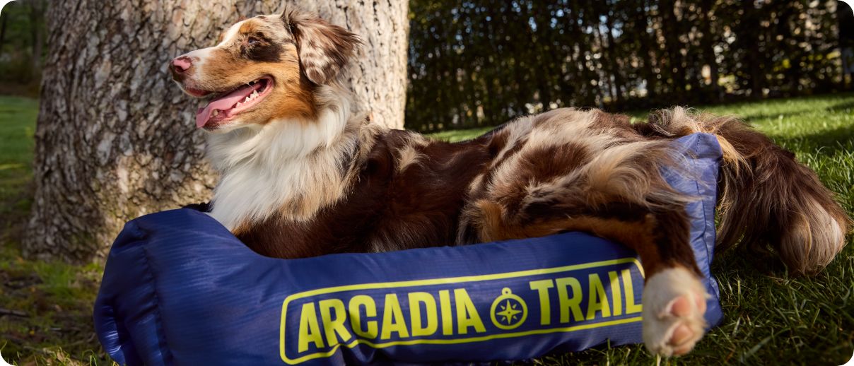 Dog outside in Arcadia Trail gear