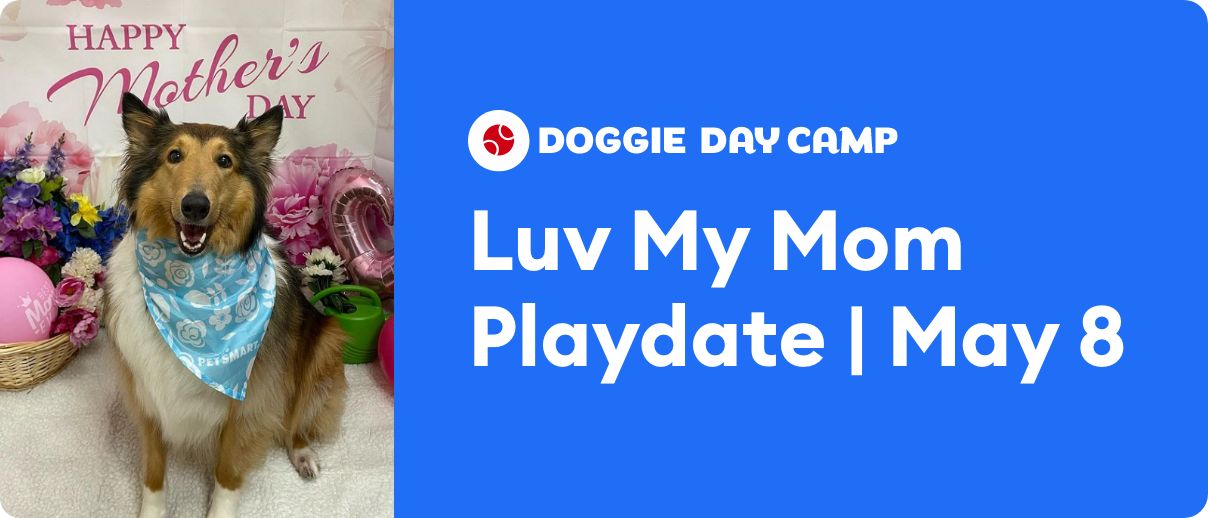 Luv My Mom Playdate: May 8 at Doggie Day Camp