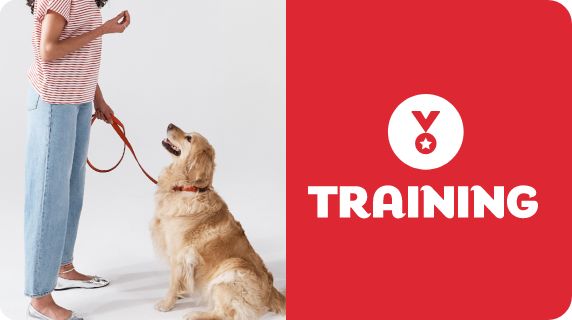 Training logo & icon and a pet parent with a dog on a leash