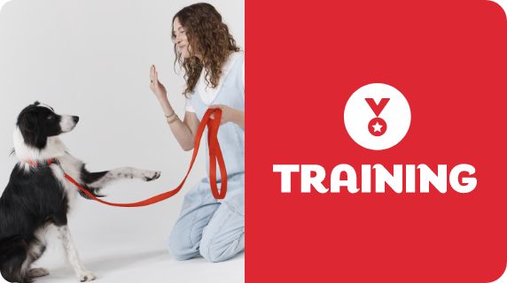 Dog Training logo & icon and a pet parent with a dog on a leash