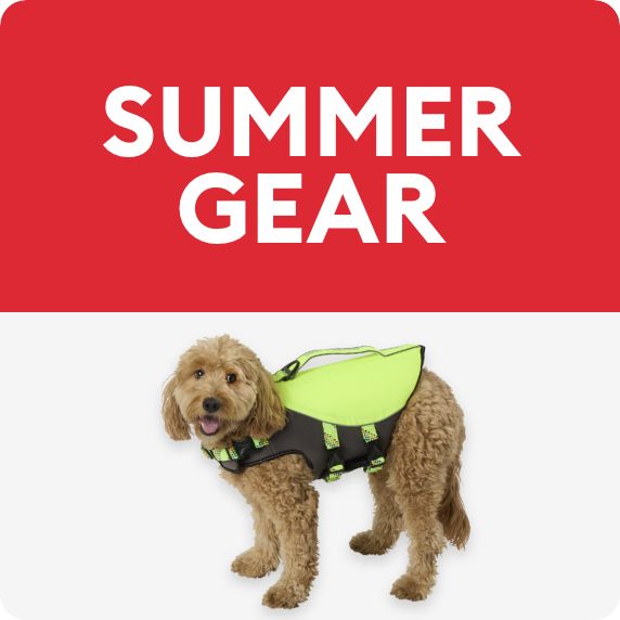 dog in a life jacket