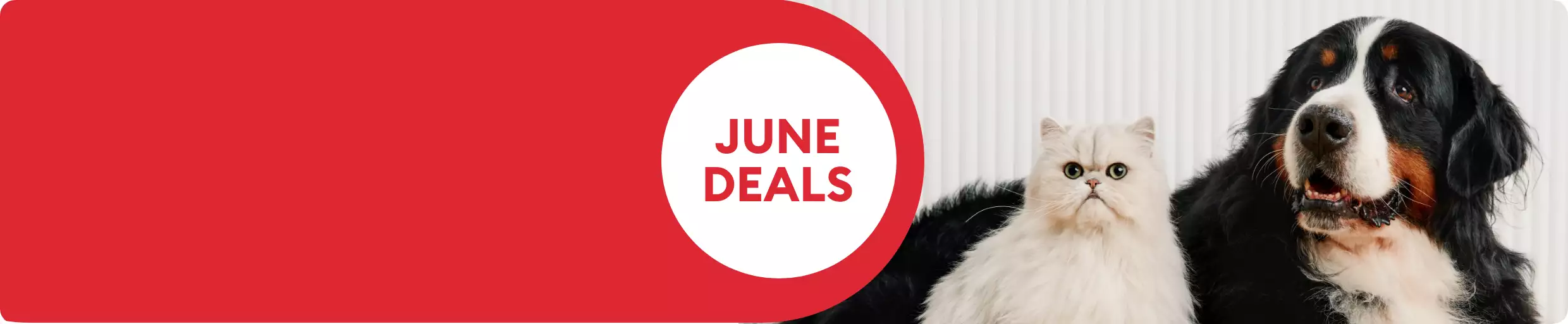 June Deals callout and a dog & a cat laying together