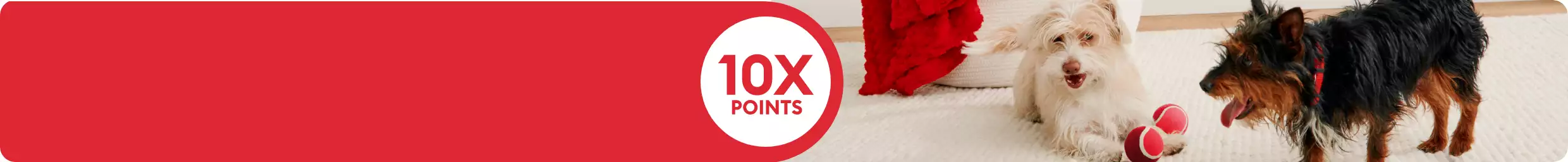 10X points callout and two dogs playing with red tennis balls